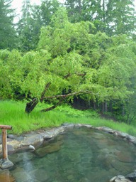 Meadow Pool 1
