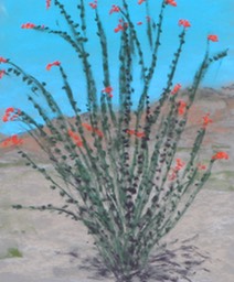 Ocotillo SM 2