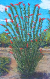 Ocotillo SM