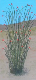 Ocotillo
